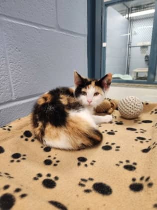 Sprite - Domestic Shorthair/Mix available for adoption