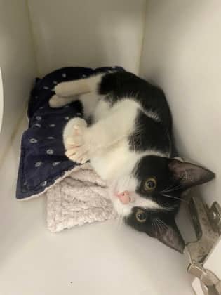 Mushi - Domestic Shorthair/Mix cat available for adoption at Humane Society of Kitchener Waterloo & Stratford Perth in Kitchener