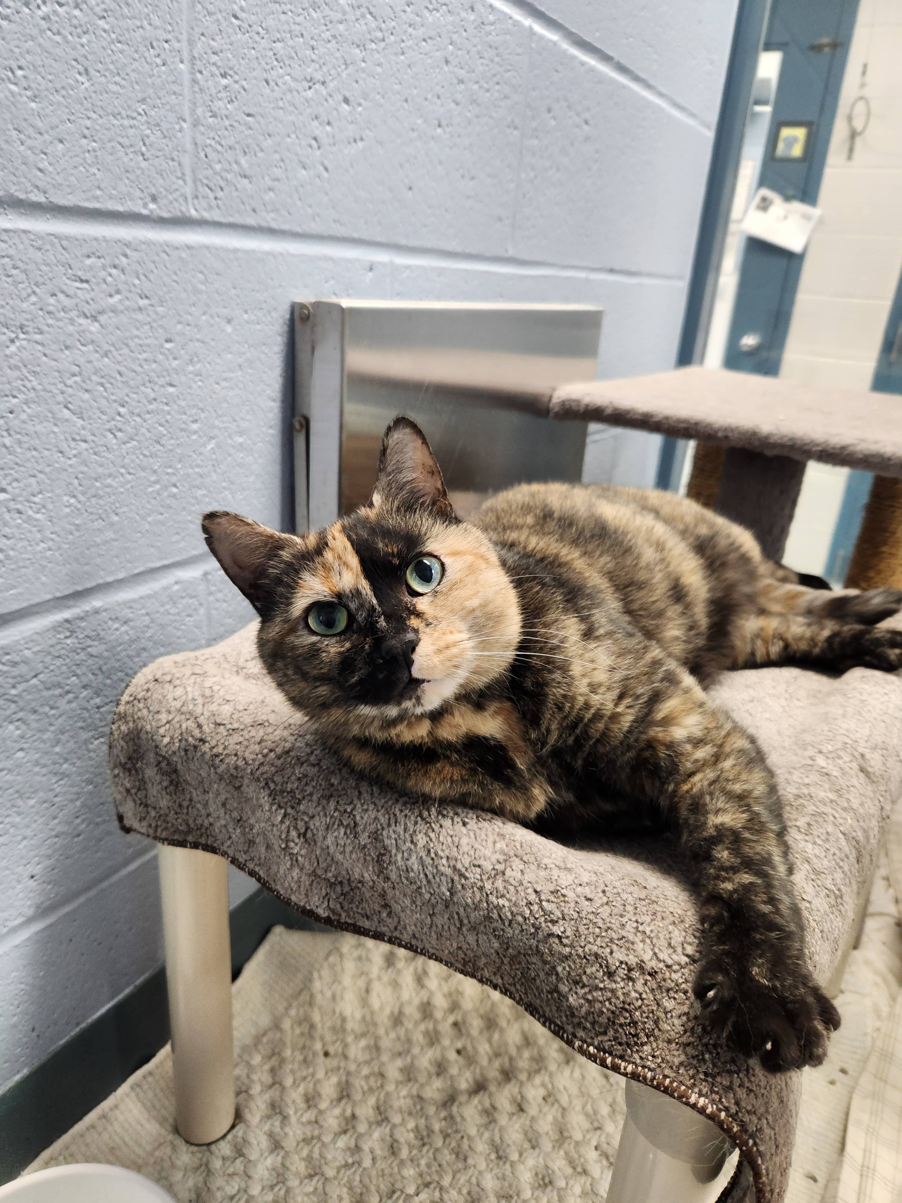 Flicker - Domestic Shorthair/Mix cat available for adoption at Humane Society of Kitchener Waterloo & Stratford Perth in Kitchener