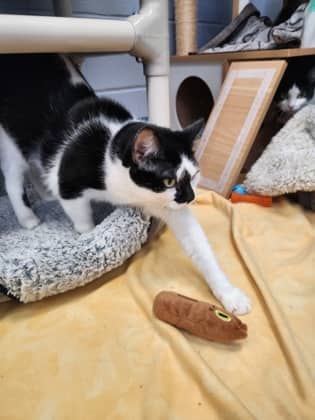 Tia (Bonded with Tamira) - Domestic Shorthair/Mix cat available for adoption at Humane Society of Kitchener Waterloo & Stratford Perth in Kitchener