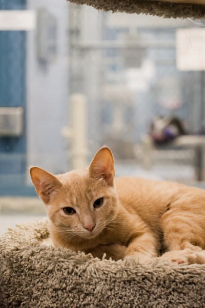 Girly - Domestic Shorthair/Mix cat available for adoption at Humane Society of Kitchener Waterloo & Stratford Perth in Kitchener