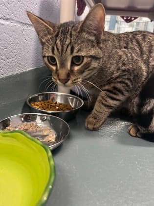 Nmiro - Domestic Shorthair/Mix available for adoption
