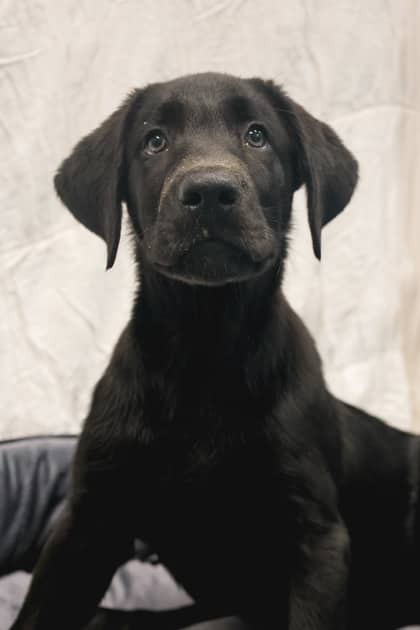 Hoagie - Mixed Breed available for adoption at Humane Society of Kitchener Waterloo & Stratford Perth in Kitchener