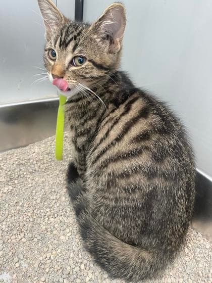 Elena - Domestic Shorthair/Mix cat available for adoption at Humane Society of Kitchener Waterloo & Stratford Perth in Kitchener
