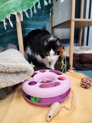 Tamira (Bonded to Tia) - Domestic Shorthair/Mix cat available for adoption at Humane Society of Kitchener Waterloo & Stratford Perth in Kitchener