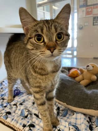 Flora - Domestic Shorthair/Mix cat available for adoption at Humane Society of Kitchener Waterloo & Stratford Perth in Kitchener