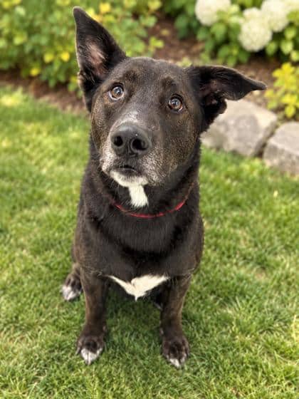 Mouse - Mixed Breed available for adoption in Ontario