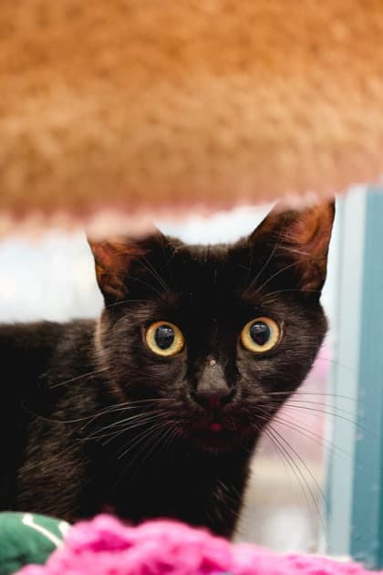 Mary - Domestic Shorthair/Mix available for adoption