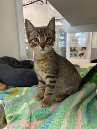 Crash - Domestic Shorthair/Mix cat available for adoption at Humane Society of Kitchener Waterloo & Stratford Perth in Kitchener