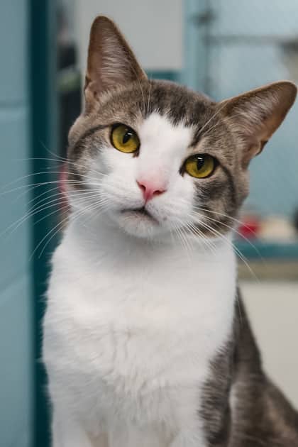 Tamer - Domestic Shorthair/Mix available for adoption