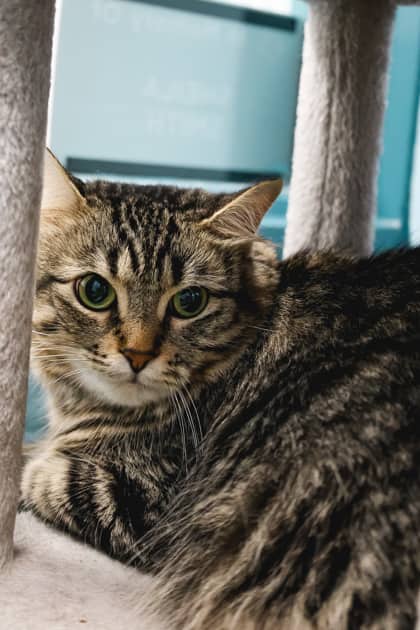 Carmen - Domestic Medium Hair/Mix cat available for adoption in Ontario