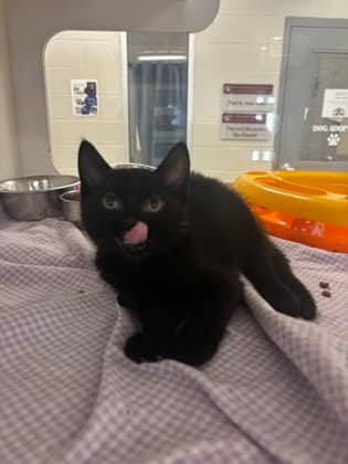 Winifred - Domestic Shorthair/Mix available for adoption