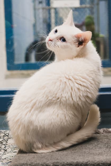 Pangur - Domestic Shorthair/Mix cat available for adoption in Calgary