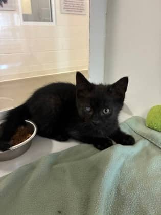 Raphael - Domestic Shorthair/Mix cat available for adoption at Humane Society of Kitchener Waterloo & Stratford Perth in Kitchener