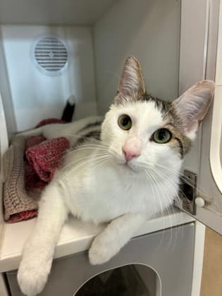 King Julian - Domestic Shorthair/Mix cat available for adoption at Humane Society of Kitchener Waterloo & Stratford Perth in Kitchener