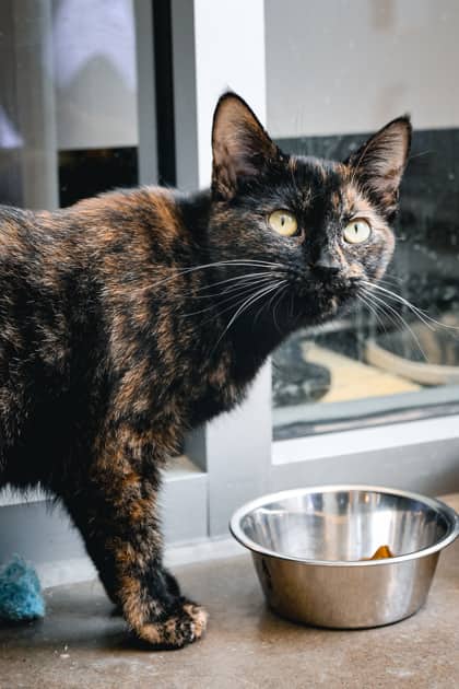 Catalina - Domestic Shorthair/Mix available for adoption