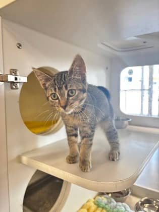 Maisie - Domestic Shorthair/Mix cat available for adoption at Humane Society of Kitchener Waterloo & Stratford Perth in Kitchener
