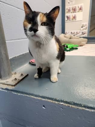Chip - Domestic Shorthair/Mix cat available for adoption at Humane Society of Kitchener Waterloo & Stratford Perth in Kitchener