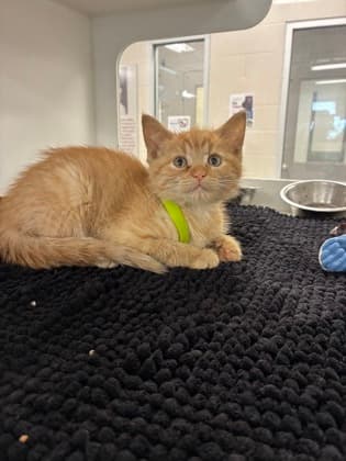 Kumquat - Domestic Shorthair/Mix cat available for adoption at Humane Society of Kitchener Waterloo & Stratford Perth in Kitchener