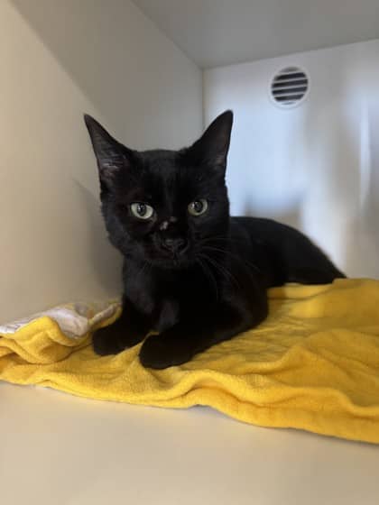 Hoit - Domestic Shorthair/Mix available for adoption