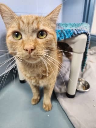 Wiley - Domestic Shorthair/Mix cat available for adoption at Humane Society of Kitchener Waterloo & Stratford Perth in Kitchener