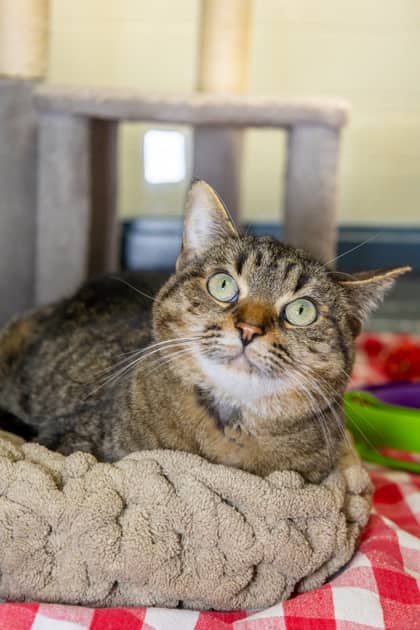 Sophie - Domestic Shorthair/Mix cat available for adoption at Humane Society of Kitchener Waterloo & Stratford Perth in Kitchener