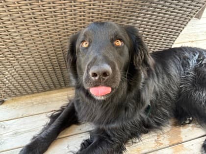 Comet - Mixed Breed available for adoption