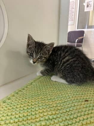 Jesse - Domestic Shorthair/Mix available for adoption