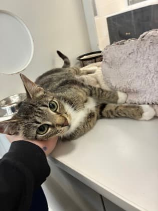 Mama Bean - Domestic Shorthair/Mix cat available for adoption at Humane Society of Kitchener Waterloo & Stratford Perth in Kitchener