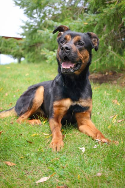 Nora - Mixed Breed available for adoption in Ontario