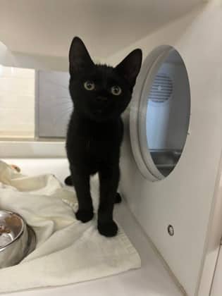 Haggis - Domestic Shorthair/Mix available for adoption