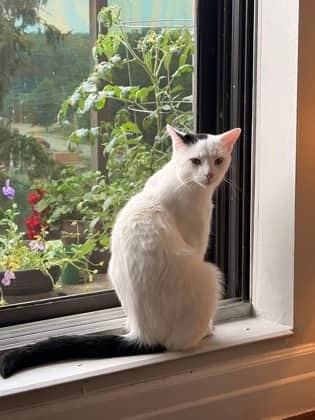 Mackerel - Domestic Shorthair/Mix available for adoption