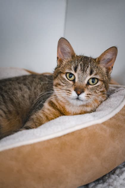 Clairo - Domestic Shorthair/Mix available for adoption