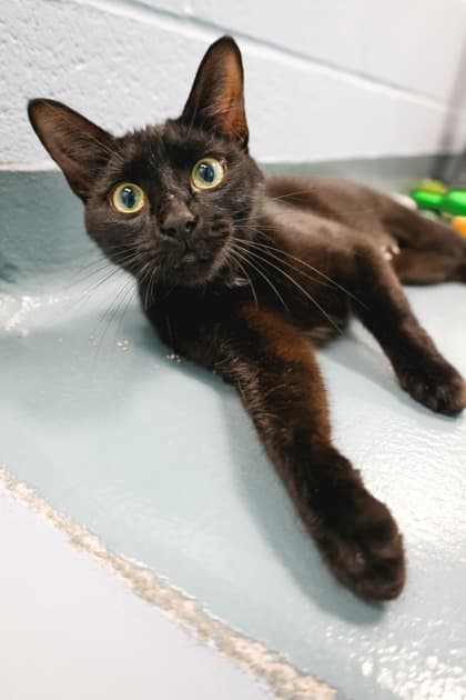 Mary - Domestic Shorthair/Mix available for adoption