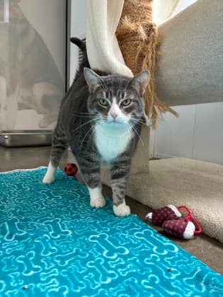 Leonard - Domestic Shorthair/Mix cat available for adoption at Humane Society of Kitchener Waterloo & Stratford Perth in Kitchener