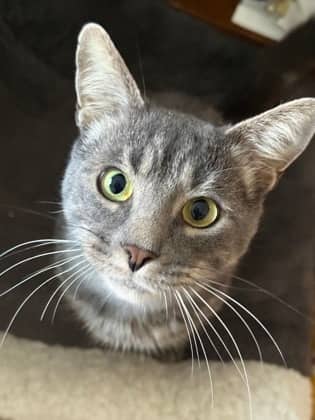 Dexter - Domestic Shorthair/Mix available for adoption