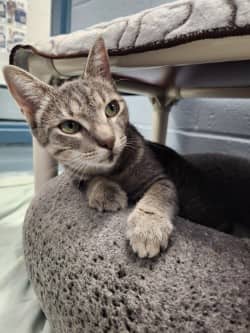 Saige - Domestic Shorthair/Mix cat available for adoption at Humane Society of Kitchener Waterloo & Stratford Perth in Kitchener