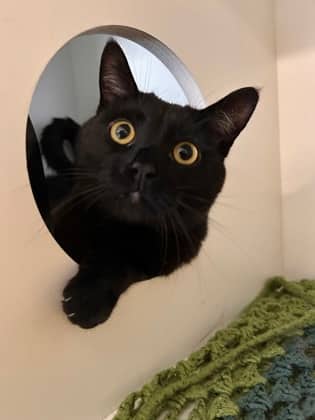 Vernon - Domestic Shorthair/Mix available for adoption