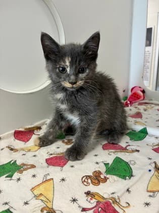 Marie - Domestic Shorthair/Mix available for adoption