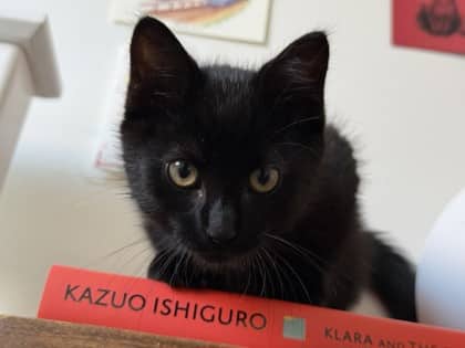 Louie - Domestic Shorthair/Mix available for adoption