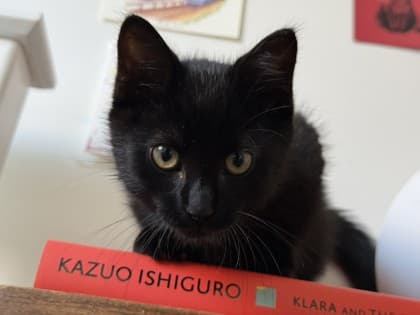 Louie - Domestic Shorthair/Mix cat available for adoption at Humane Society of Kitchener Waterloo & Stratford Perth in Kitchener