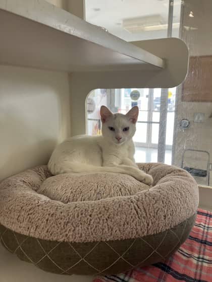 Meringue - Domestic Shorthair/Mix available for adoption