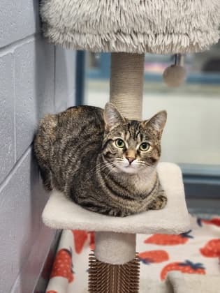 Holly - Domestic Shorthair cat available for adoption at Humane Society of Kitchener Waterloo & Stratford Perth in Kitchener