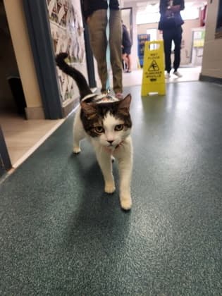 Gary - Domestic Shorthair/Mix available for adoption