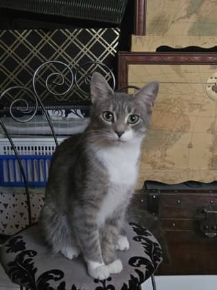 Sadie - Domestic Shorthair/Mix cat available for adoption at Humane Society of Kitchener Waterloo & Stratford Perth in Kitchener