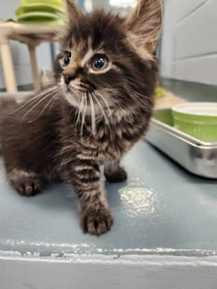 Oreo - Domestic Medium Hair/Mix cat available for adoption at Humane Society of Kitchener Waterloo & Stratford Perth in Kitchener