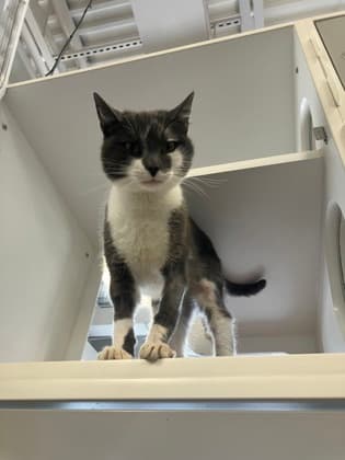 Crab - Domestic Shorthair/Mix available for adoption