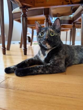Plum - Domestic Shorthair/Mix available for adoption