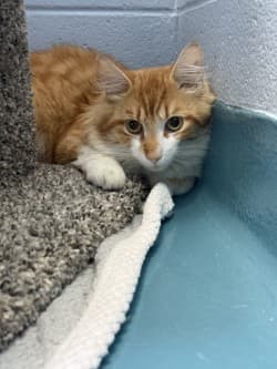 B-Bop - Domestic Medium Hair/Mix cat available for adoption in Calgary
