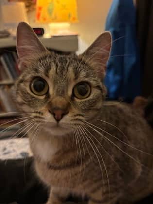 Flora - Domestic Shorthair/Mix available for adoption